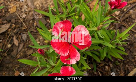 Une fleur rose et blanche dans le jardin Banque D'Images