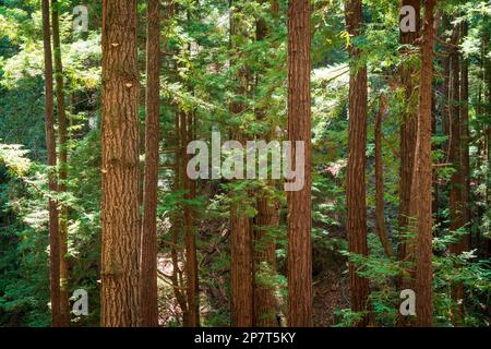 Le parc national de Butano en Californie Banque D'Images