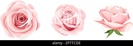 Roses. Ensemble de trois fleurs roses isolées sur fond blanc. Illustration vectorielle Illustration de Vecteur