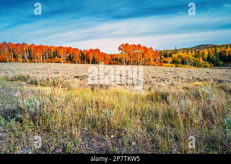 Couleurs d'automne au monument national de Cedar Breaks, Utah, États-Unis. Banque D'Images