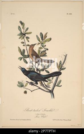 Grackle à queue de bateau, 1840 par John T. Bowen, d'après John James Audubon Banque D'Images