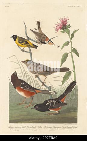 Finch de couleur châtaignier, Siskin à tête noire, Bunting de couronne noire et Finch de terre arctique, 1837 par Robert Havell après John James Audubon Banque D'Images