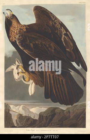 Golden Eagle, 1833 par Robert Havell après John James Audubon Banque D'Images