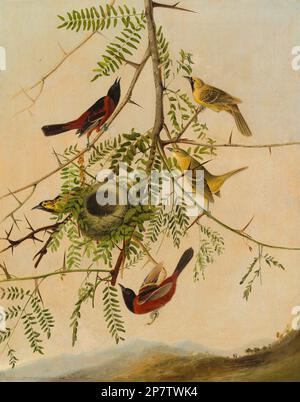 Orchard Oriole, 1830/1832 par Joseph Bartholomew Kidd, d'après John James Audubon Banque D'Images