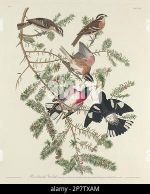 Grosbeak à la rose, 1832 par Robert Havell après John James Audubon Banque D'Images