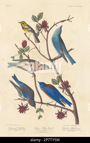 Paruline de Townsend, oiseau bleu arctique et oiseau bleu occidental, 1837 par Robert Havell après John James Audubon Banque D'Images