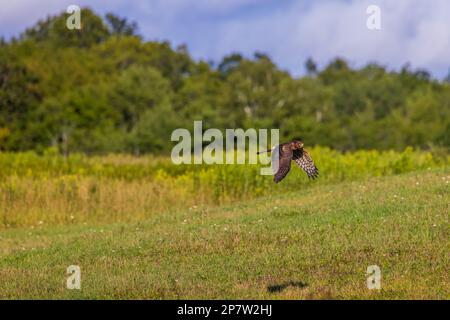 Femelle de harrier du nord chassant sur un pré dans le nord du Wisconsin. Banque D'Images