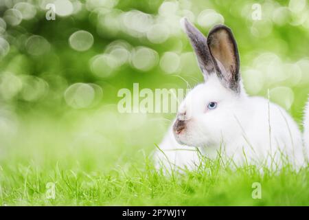 Petit lapin blanc aux oreilles noires assis sur l'herbe verte. La beauté dans la nature. Banque D'Images