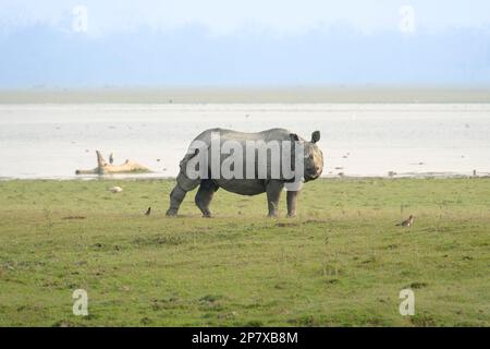 Indian Rhino, Rhinoceros unicornis, traverse de la prairie de gauche à droite en face d'une rivière. Parc national de Kaziranga, Assam, Inde Banque D'Images