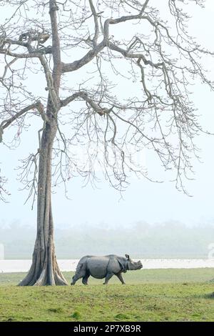 L'Indien Rhino, Rhinoceros unicornis, traverse les prairies. Derrière l'animal se trouve un grand arbre et une rivière. Parc national de Kaziranga, Assam, Inde Banque D'Images