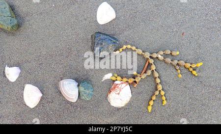 Un arrangement naturel de coquillages et d'algues et de rochers sur une plage grise de NZ Banque D'Images