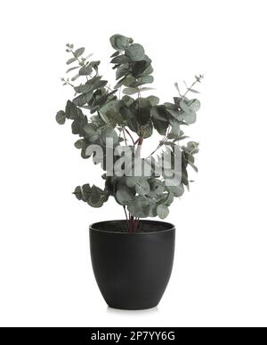 Pot à l'eucalyptus isolé sur blanc. Décoration intérieure Banque D'Images