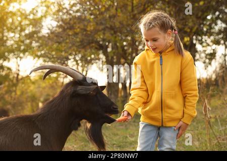 Animal de ferme. Petite fille mignonne nourrissant une chèvre sur un pâturage Banque D'Images