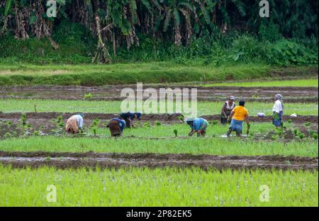 Les femmes plantent des semis de riz dans un champ irrigué de paddy à Udunuwara, dans le pays de la colline près de Kandy, dans le centre du Sri Lanka. Banque D'Images