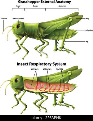 Illustration du schéma du système respiratoire de la sauterelle Illustration de Vecteur