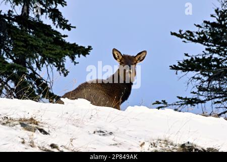 Un wapiti sauvage « Cervs elaphus », qui s'établit sur le sommet d'une colline enneigée dans les régions rurales du Canada de l'Alberta. Banque D'Images