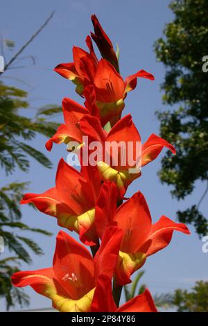 LES GLAÏEULS ROUGES ET JAUNES FLEURISSENT SUR UN CIEL BLEU. Banque D'Images