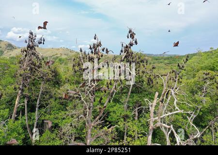 Des centaines de renards volants accrochés aux arbres, aux collines et à la forêt tropicale en arrière-plan, à Riung sur Flores. Banque D'Images