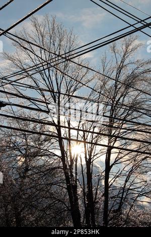 Soleil Peeking à travers les arbres en hiver avec Powerlines Banque D'Images