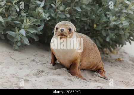 Kangaroo Island 2022 Banque D'Images