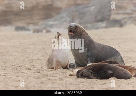 Kangaroo Island 2022 Banque D'Images