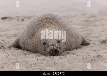 Kangaroo Island 2022 Banque D'Images