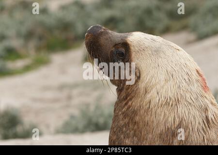 Kangaroo Island 2022 Banque D'Images