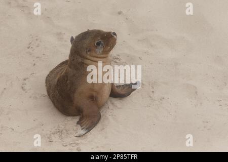 Kangaroo Island 2022 Banque D'Images