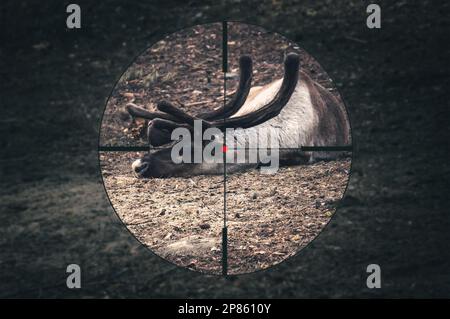 Renne avec de grandes cornes couchés au sol. La carcasse d'un renne tué par des braconniers. Chasse au cerf dans une forêt sauvage. vue à travers un sniper scop Banque D'Images