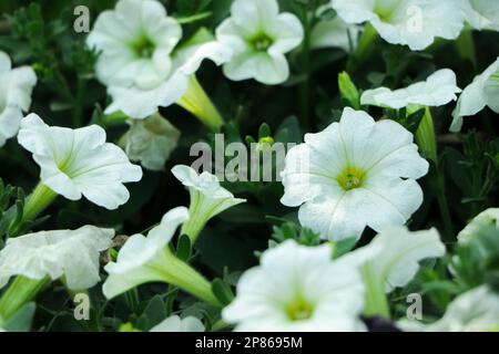 Petunia Easy wave couleur blanc fleur magnifique sur fond flou de la nature Banque D'Images