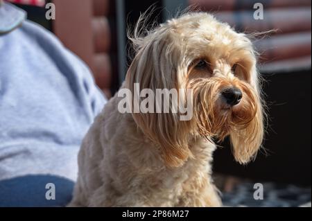 Portrait d'un mignon petit coolé mélanger le chiot sur les genoux de son propriétaire Banque D'Images