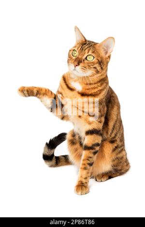 Chat Bengale avec patte surélevée isolée sur fond blanc. Banque D'Images
