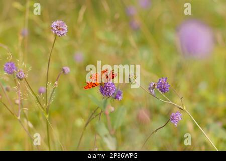 Papillon virgule dans une prairie de fleurs sauvages Banque D'Images