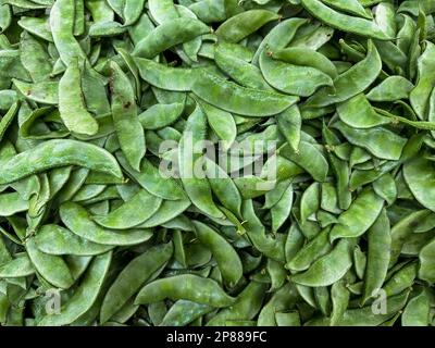 Haricots verts lababs indigènes de l'Afrique cultivée dans toutes les Tropiques. Haricot de jacinthe, pois bonaviste, Dolichos, haricots de Sim ou SEM, haricot égyptien Banque D'Images