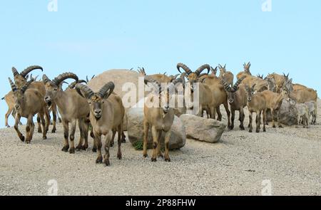 Les chèvres de montagne du Caucase de l'est, animaux amicaux Banque D'Images