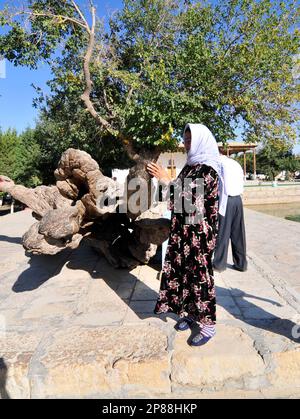 Tronc de l'ancien Mulburry à la tombe de Shah-i Naqshband, dans la banlieue de Boukhara, en Ouzbékistan. Banque D'Images