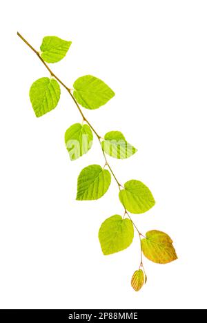 branche avec feuilles vertes isolées sur fond blanc. Banque D'Images