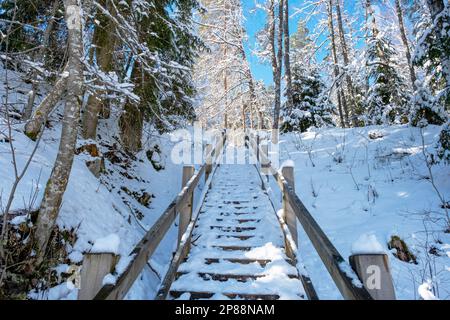 De longs escaliers en bois dans le parc national de Gauja. Escaliers dans le parc en hiver sous la neige. Hiver nature sous les déneigeuses. Banque D'Images