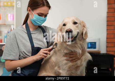 Tondeuse professionnelle brossant la fourrure du chien mignon dans le salon de beauté pour animaux de compagnie Banque D'Images