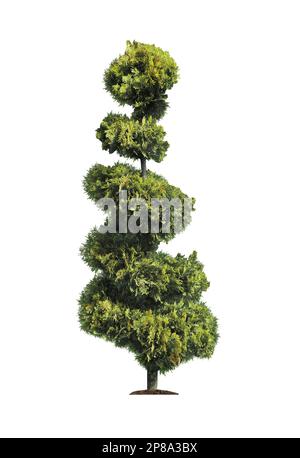 Magnifique Bush vert coupé sur blanc Banque D'Images