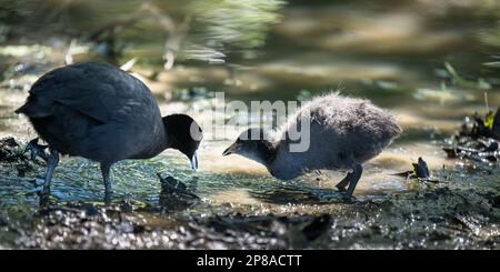 Une mère australienne qui nourrit son bébé cuist dans le parc Western Springs, Auckland. Banque D'Images