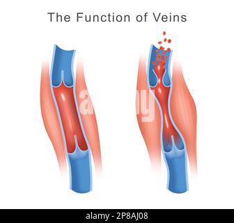 Illustration de la fonction des veines Banque D'Images