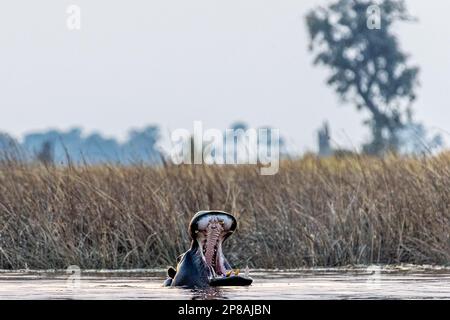 Photo à faible perspective d'un hippopotame partiellement submergé, Hippopotamus amphibius, flottant dans le delta d'Okavango pendant l'heure d'or. Banque D'Images