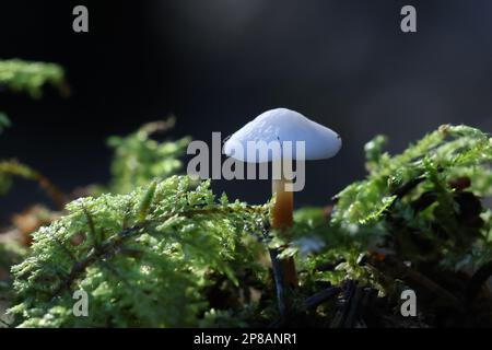 Strobilurus esculentus, connu sous le nom de calotte de sprucecone, champignon sauvage de Finlande Banque D'Images
