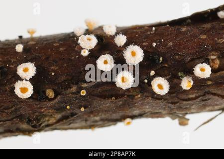 Lachnum bicolor, aussi appelé Capitotricha bicolor, un sdicomycète de Finlande, pas de nom anglais commun Banque D'Images