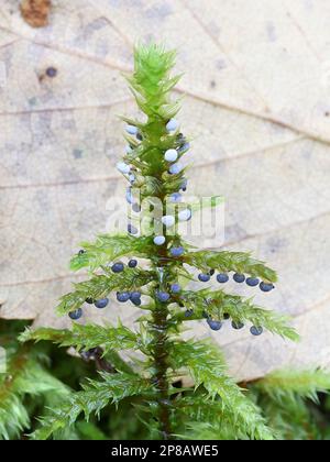 Didymium melanospermum, moule à chaux de Finlande, pas de nom anglais commun Banque D'Images