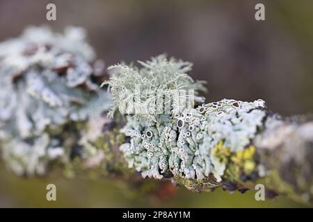 Usnea hirta, connue sous le nom de lichen à barbe, et divers autres lichens épiphytiques (lichen à capot de moine, lichen à rosette poilue) Banque D'Images