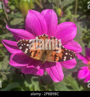 Une Dame papillon peinte reposant sur une fleur Banque D'Images