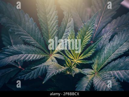 Les feuilles de chanvre de près. Culture de plantes de cannabis, macro photo. Banque D'Images