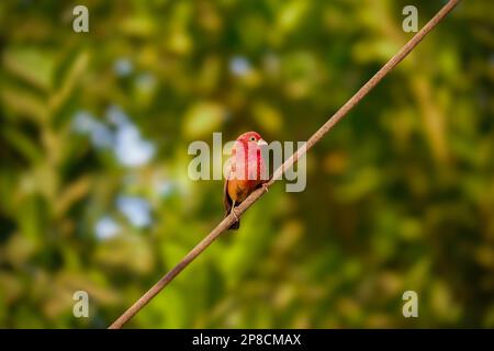 Red-BLED Fire Finch sur un brunch d'arbre. Banque D'Images